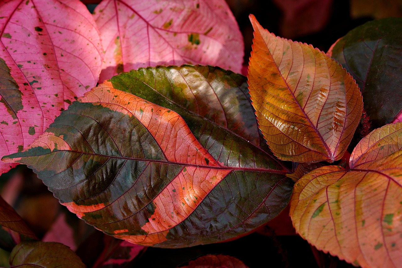 acalypha wilkensia, flora, nature, leaves, copper leaves