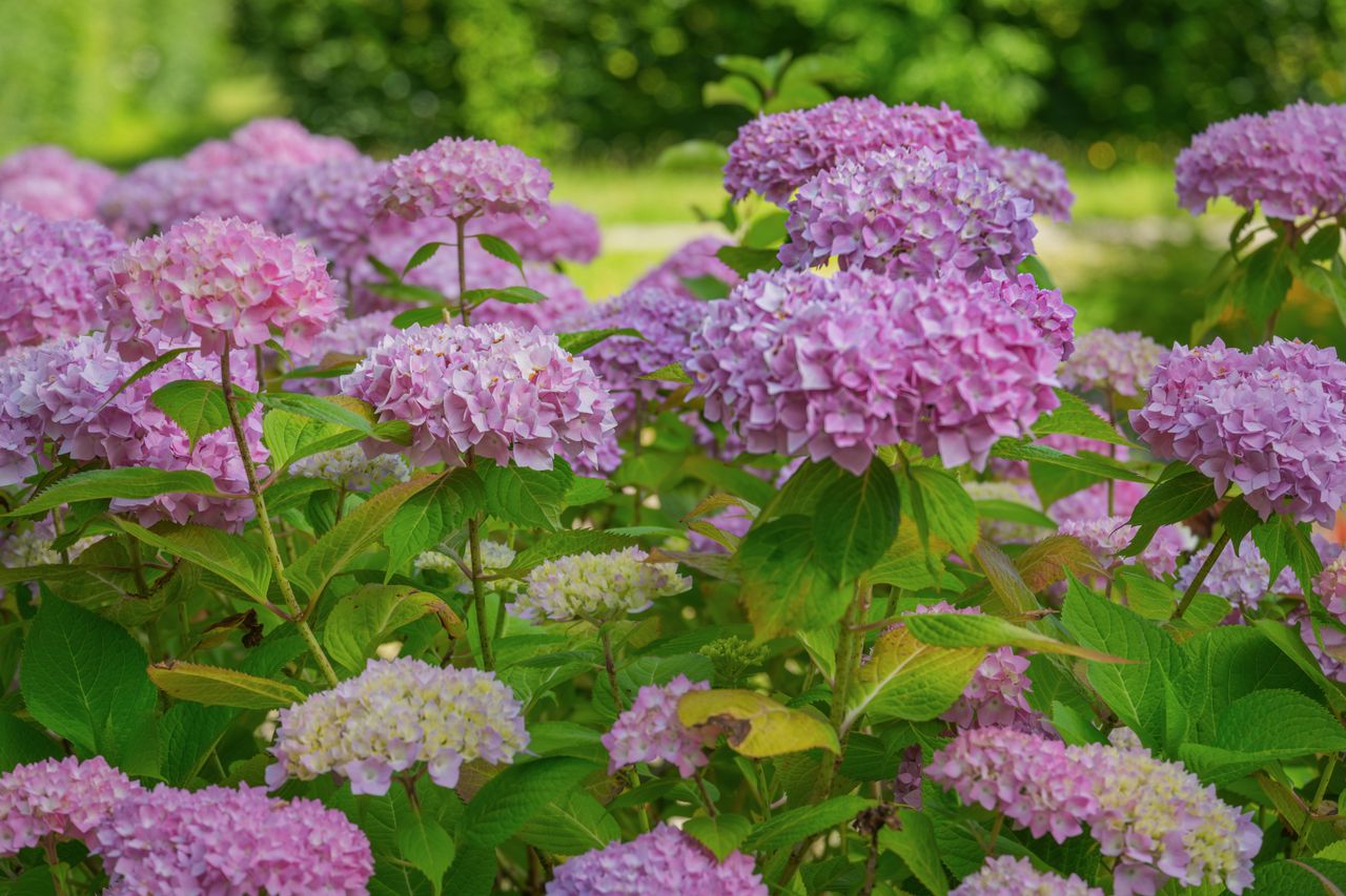 Lush garden of blooming pink hydrangeas under bright summer sunlight.